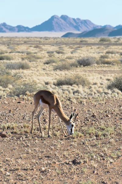 Springbok (Antidorcas marsupialis) in Namibia — Foto Stock