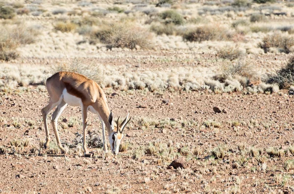 Springbok (Antidorcas marsupialis) — Stock Photo, Image