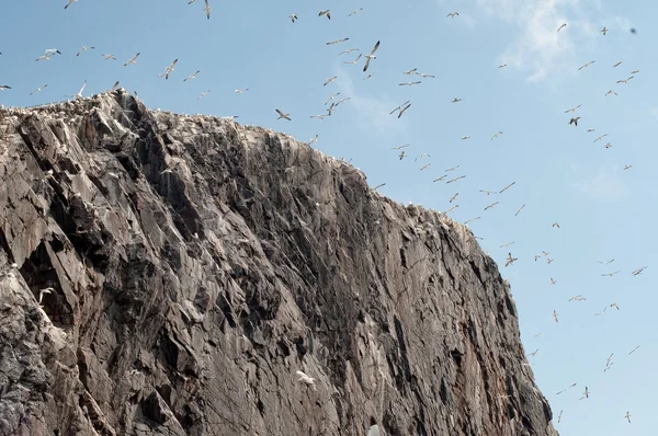 İskoçya'da bas kaya — Stok fotoğraf