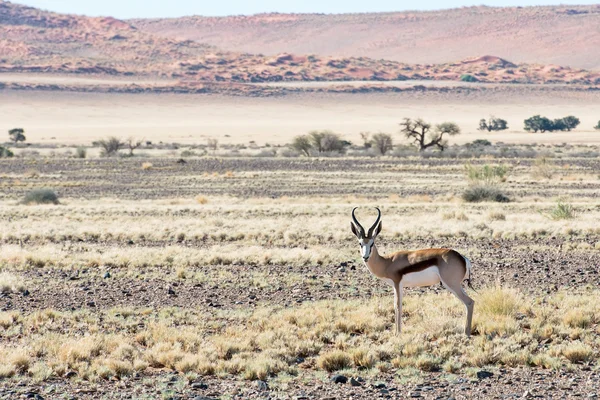 Springbok — Stock Photo, Image