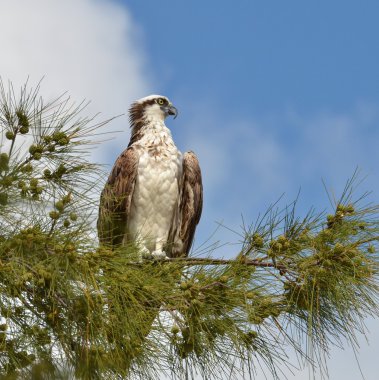 Osprey Eagle clipart