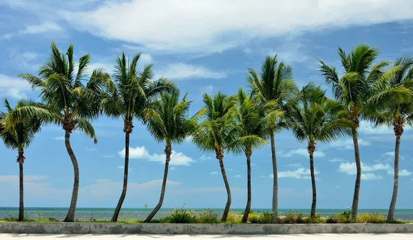 Palms okyanus boyunca