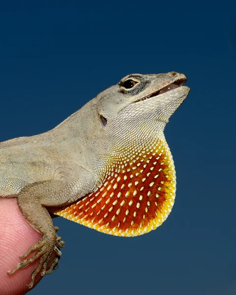 Hnědé kubánské anole ještěrka — Stock fotografie