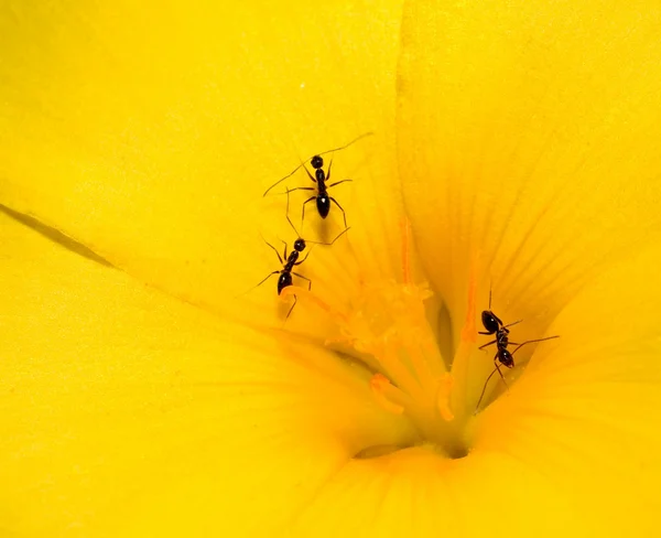 Três formigas Fotografias De Stock Royalty-Free