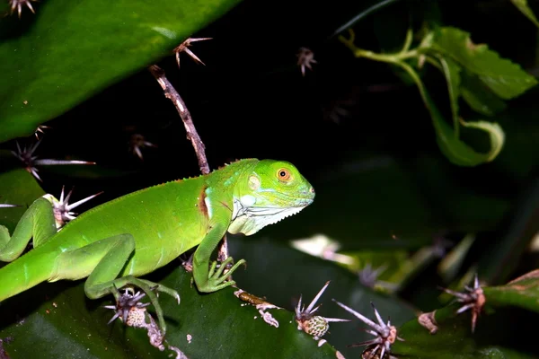 Juvenil yeşil iguana