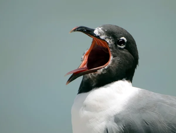 Screaming Seagull — Stock Photo, Image