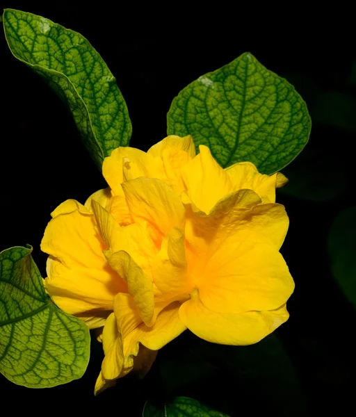 Hibisco amarelo duplo — Fotografia de Stock