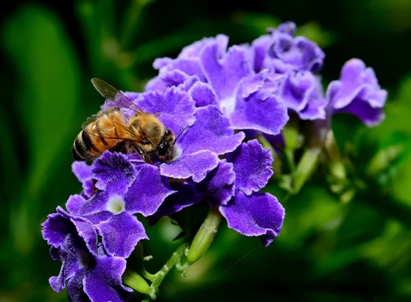 Querida abelha em flores azuis Imagem De Stock