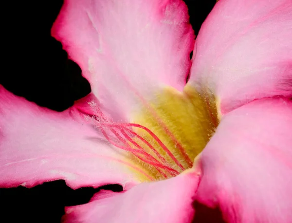 Macro flor rosa Fotografia De Stock