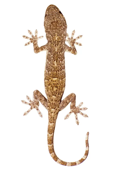 Gecko. — Foto de Stock