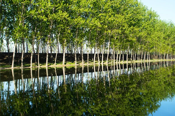 Floden och träd — Stockfoto
