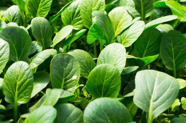 yenilebilir tecavüz