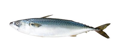 Spanish mackerel clipart