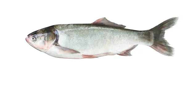 Silver carp — Stock Photo, Image