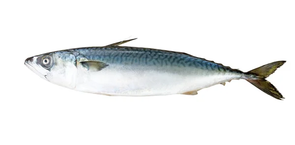 Spansk makrill — Stockfoto