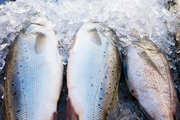 Gelo de peixe — Fotografia de Stock