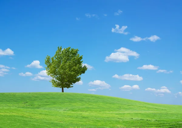 Grass and trees — Stock Photo, Image