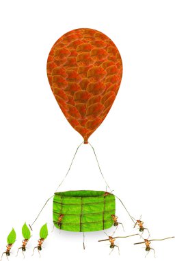 Karıncalar çalışma