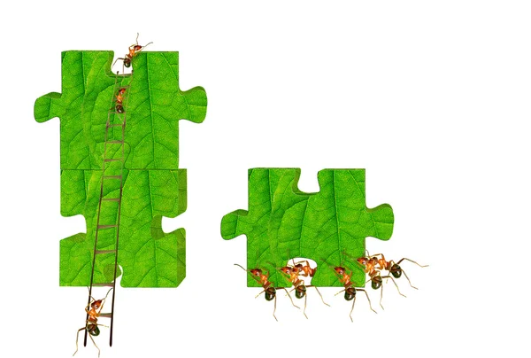 Ants building — Stock Photo, Image