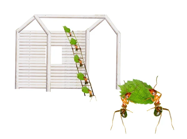 Ants build houses — Stock Photo, Image