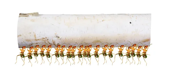 Ants — Stock Photo, Image