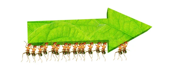 Ants teamwork — Stock Photo, Image