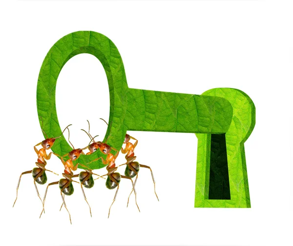 Ant team — Stock Photo, Image