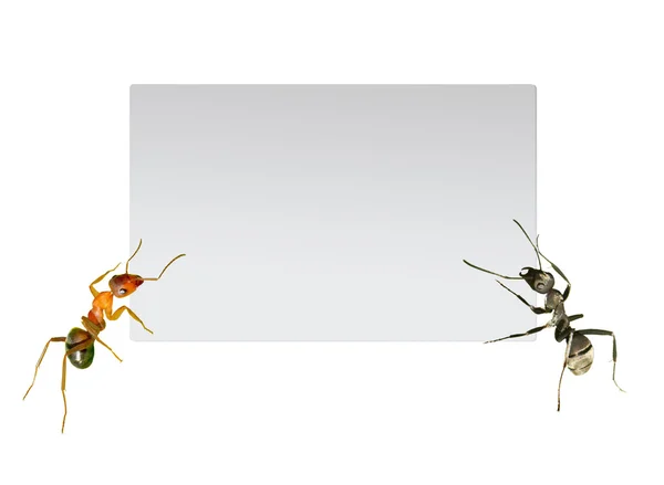 蚂蚁 — 图库照片