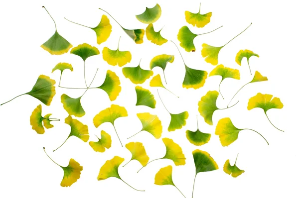 Folhas de ginkgo — Fotografia de Stock