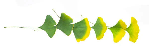 Ginkgo leaves — Stock Photo, Image
