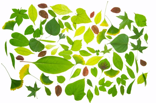 Leaves material — Stock Photo, Image