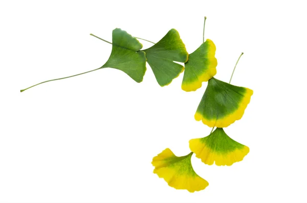 Folhas de ginkgo — Fotografia de Stock