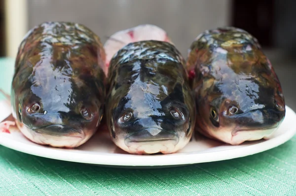 Cabeça de peixe fresca — Fotografia de Stock