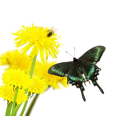 Zümrüt swallowtail