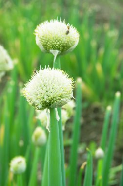 yeşil soğan çiçekler