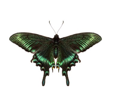 Zümrüt swallowtail