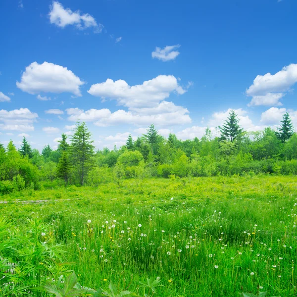 The sky grass — Stock Photo, Image