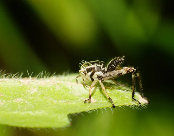 Molt... — Fotografia de Stock