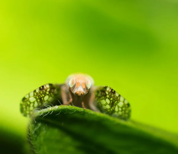 The fly — Stock Photo, Image