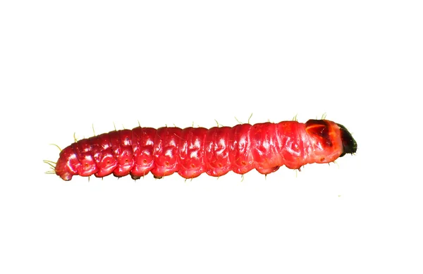 Prosazované Cossu sem prosazované Cossu sem larvy — Stock fotografie