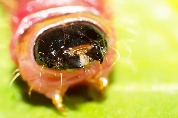 Cossus cossus larvae — Stock Photo, Image