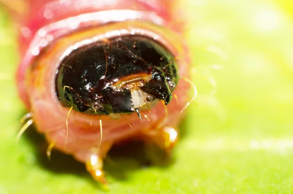 Larvas de Cossus cossus — Fotografia de Stock