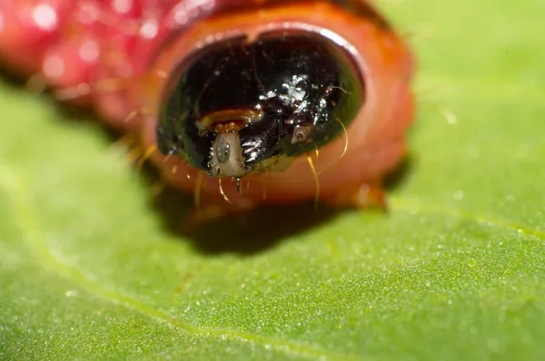 Cossus cossus larwy — Zdjęcie stockowe
