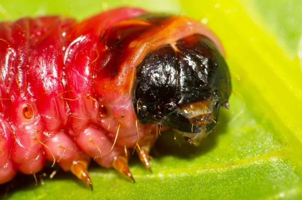 Cossus cossus larvae — Stock Photo, Image