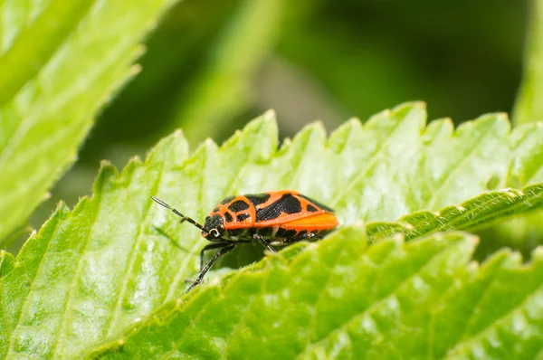 Beetles — Stock Photo, Image