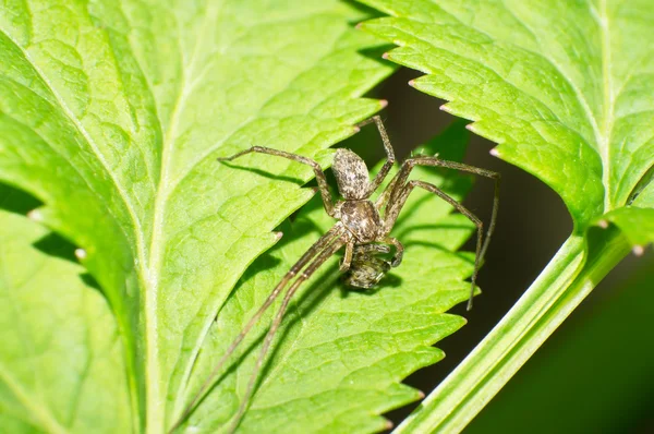 Salticidae — 스톡 사진