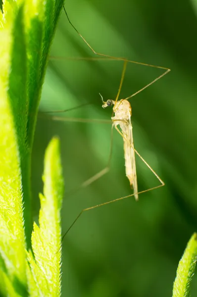 Large mosquito — Stock Photo, Image
