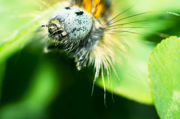 Caterpillars — Stock Photo, Image