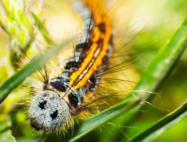 Caterpillars — Stock fotografie