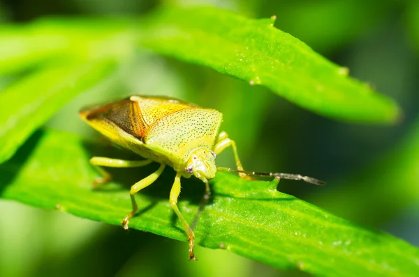 The ant — Stock Photo, Image